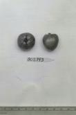 Click for 1 image(s) for this accession. FRUIT
